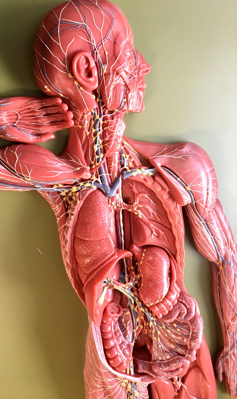 A model of a human head, neck, and torso with lymphatic structures in white and yellow. 