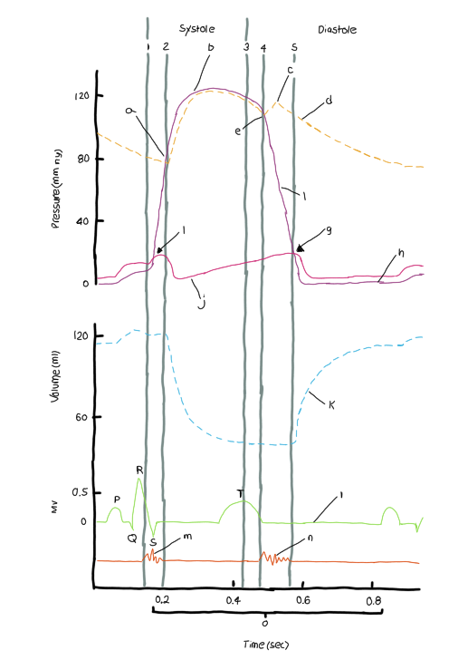 A graph of the cardiac cycle with all the heart sounds, electrical activity, and pressure/volume changes indicated on the graph. Each major area or change is indicated with a letter or number. Both systole and diastole are represented.