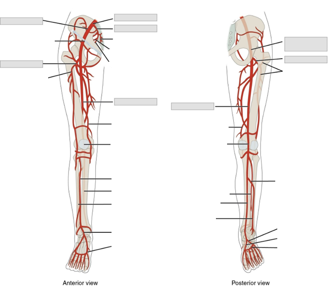 A diagram of the arteries in the right leg. Both an anterior and posterior view are provided with lines and blank boxes for labeling.