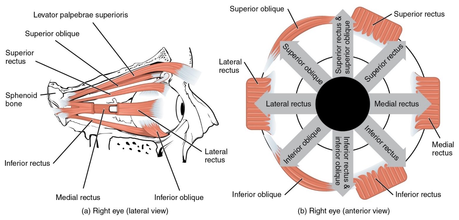 A diagram of the eye and the eye muscles labeled.