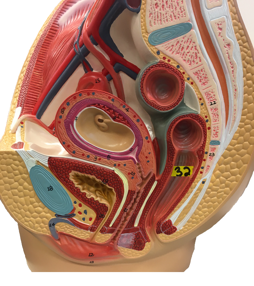 Photograph of a model of the female reproductive system.