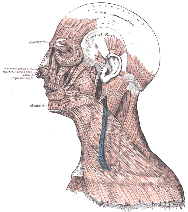A drawing of a human head with muscles of the head and face labeled.