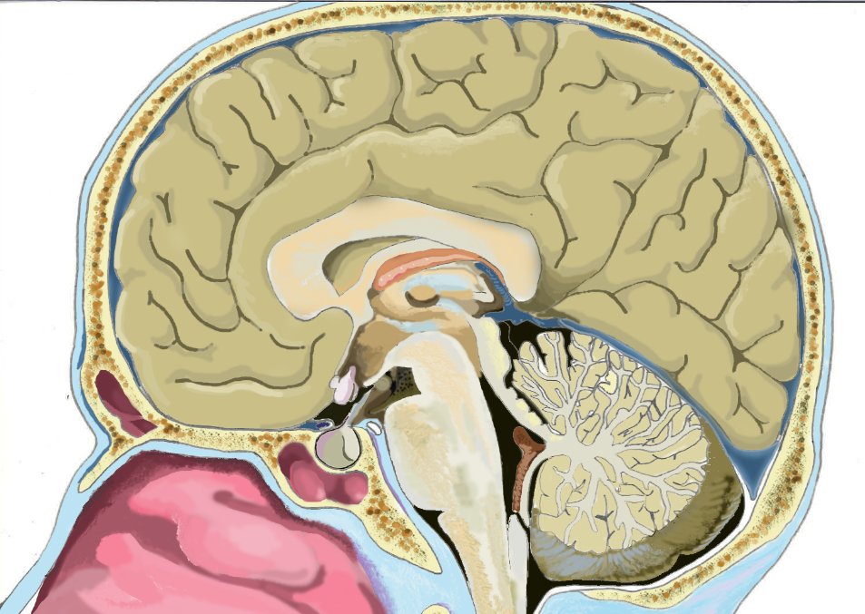 A medial view of a midsagittal section through the skull and brain.