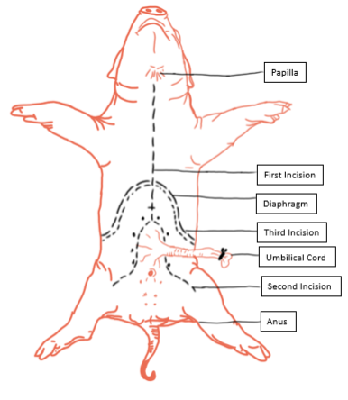 A diagram of a pig in ventral view with incisional markings for a dissection.