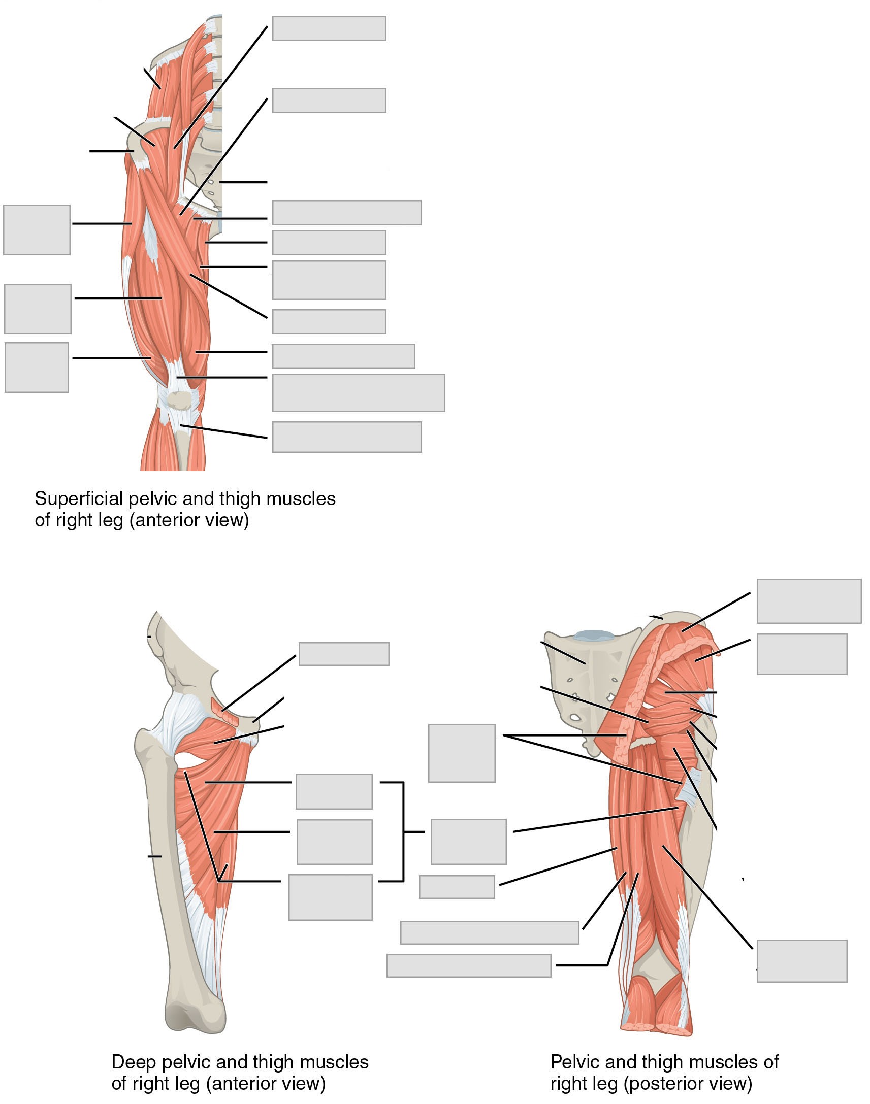 Lab 8 Leg Muscles Inside view Diagram