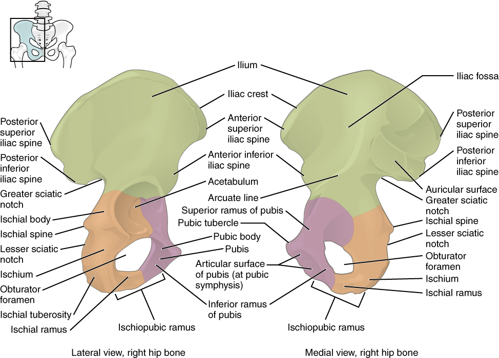 This figure shows the right hip bone. The left panel shows the lateral view, and the right panel shows the medial view. The ilium is depicted in green, the ischium is orange and the pubis is in pink. The major bone markings are labeled.