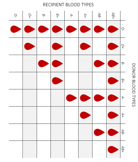 Blood types where blood donors and blood recipients are listed in a table to show compatibility using the ABO and Rh+/- blood types.