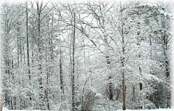 Tall trees covered in snow.