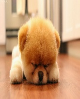 a dog sleeping 