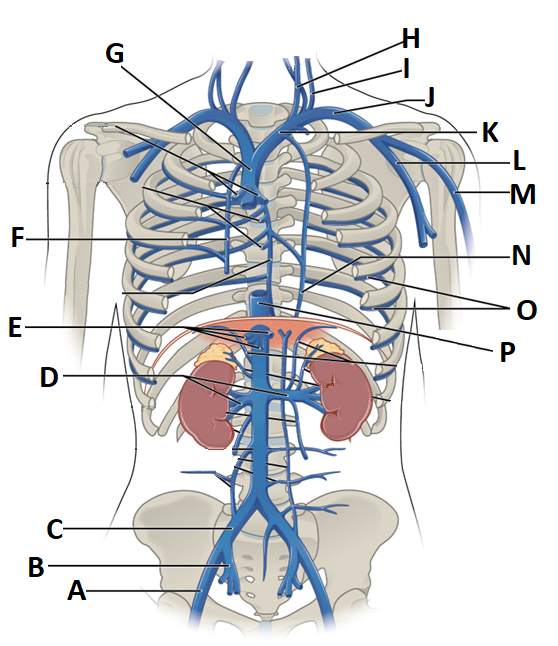 Diagram of the major veins located in the thoracic and abdominopelvic cavity. All the major organs are missing except for the kidneys and the adrenal glands. The vessels are lettered A-P.