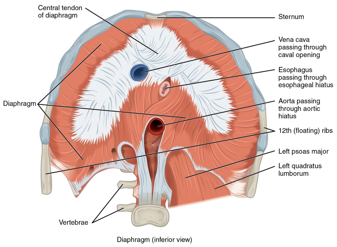 A diagram of an inferior view of the diaphragm with rib cage, great vessels and esophagus labeled.