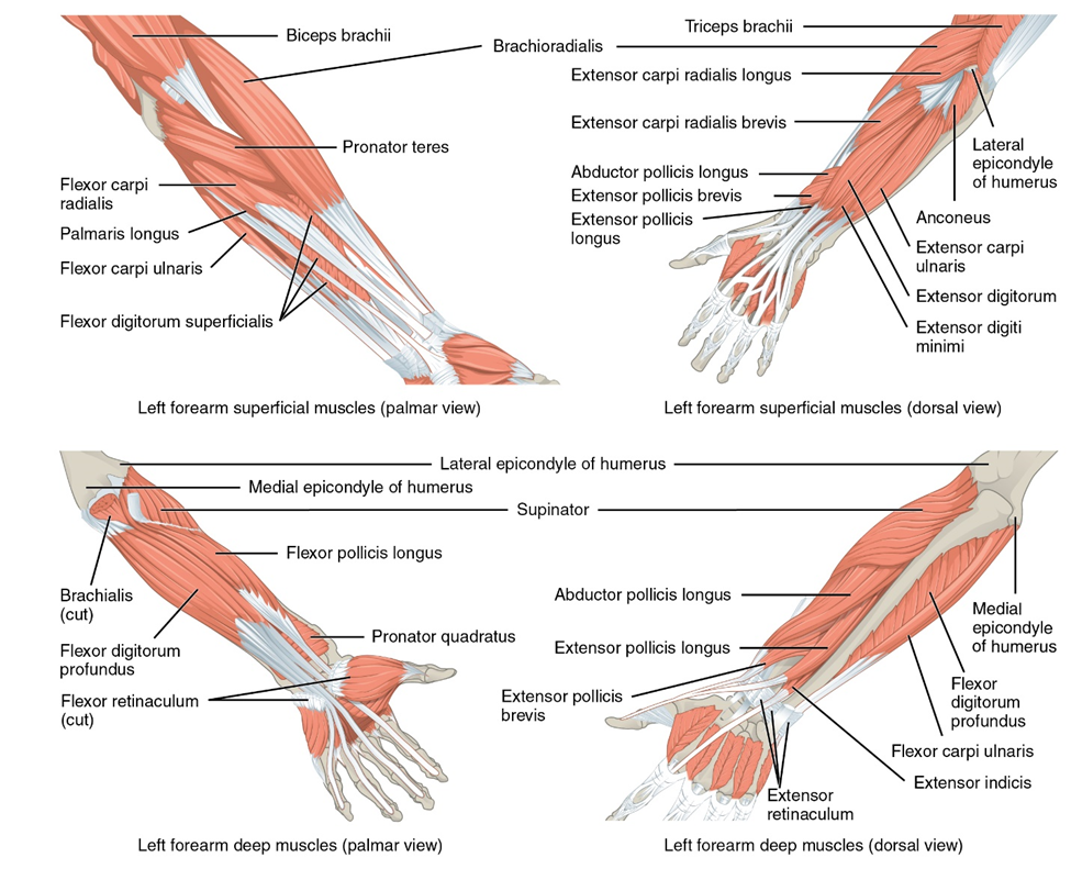 Two diagrams of muscles in the left forearm. The image on left is the superficial muscles of the left forearm in palmar view. The image on the right shows the superficial muscles of the left forearm in dorsal view.