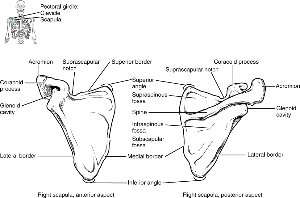 A diagram of the scapula with anterior and posterior view depicted and major bone markings labeled.