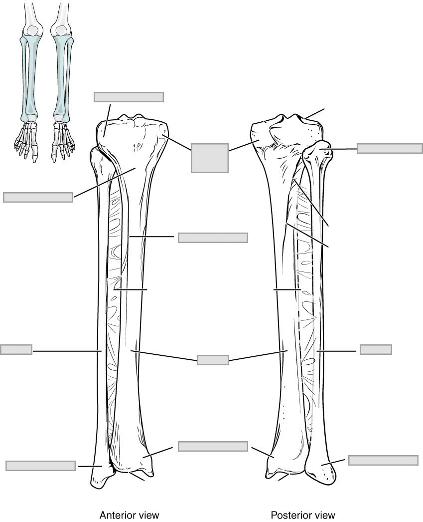 “Anatomy and Physiology Lab I” on OpenALG