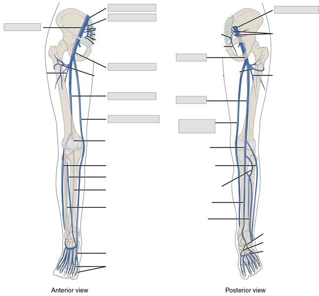 A diagram of the veins of the lower limb with lines and boxes left unlabeled. Anterior and posterior view of the right leg are shown.