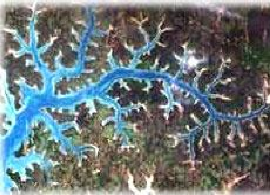 Satellite picture showing a river and its tributaries.