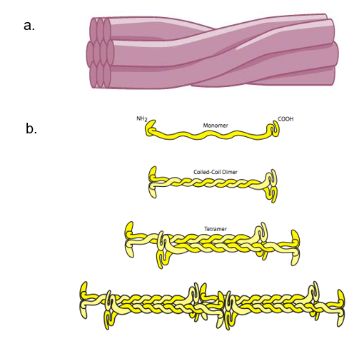 chapter-1-cytoskeleton-in-fundamentals-of-cell-biology-on-openalg