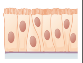 Drawing of pseudostratified columnar cells.
