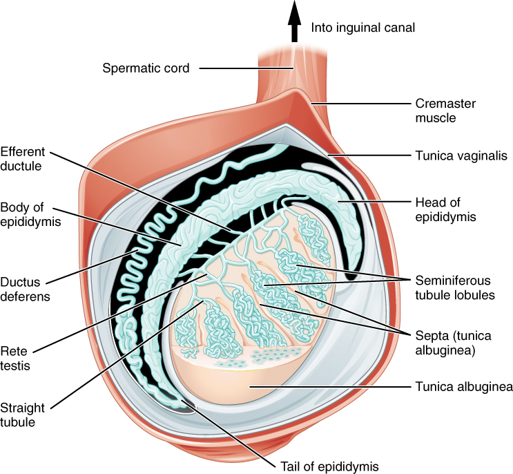 This diagram shows the cross section of the testis with the major anatomical structures labeled.