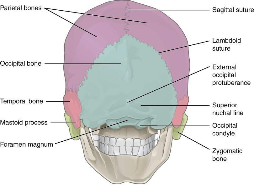 “Anatomy and Physiology Lab I” on OpenALG