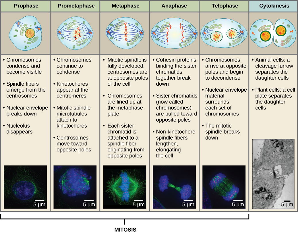 Figure 13-2: Sub-phases of Mitosis. Mitosis is divided into five stages—prophase, prometaphase, metaphase, anaphase, and telophase. The pictures at the bottom were taken by fluorescence microscopy (hence, the black background) of cells artificially stained by fluorescent dyes: blue fluorescence indicates DNA (chromosomes) and green fluorescence indicates microtubules (spindle apparatus
