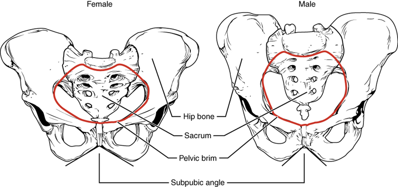 A diagram of an anterior view of a male pelvic girdle on the right and female pelvic girdle on the left. Major bone features and variations are indicated. A large red oval highlights the pelvic brim for the female and a large red circle highlights the pelvic brim for the male.