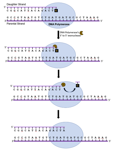 “chapter 14 - Dna Replication” In “fundamentals Of Cell Biology” On Openalg