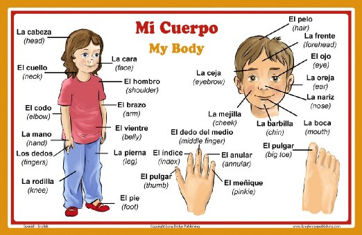 A labeled image with body parts
