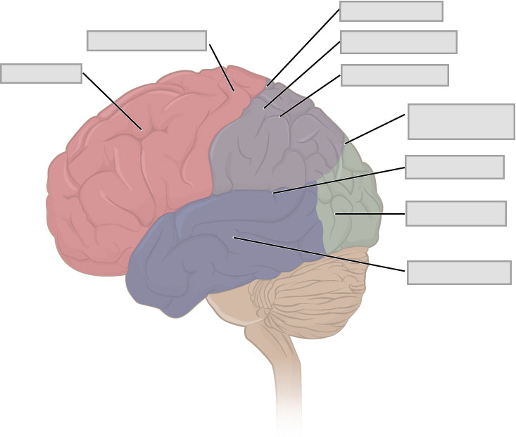 A diagram of the brain with lobes of Cerebral Cortex in different colors. The major lobes and sulci are indicated and boxes left blank for labeling. 