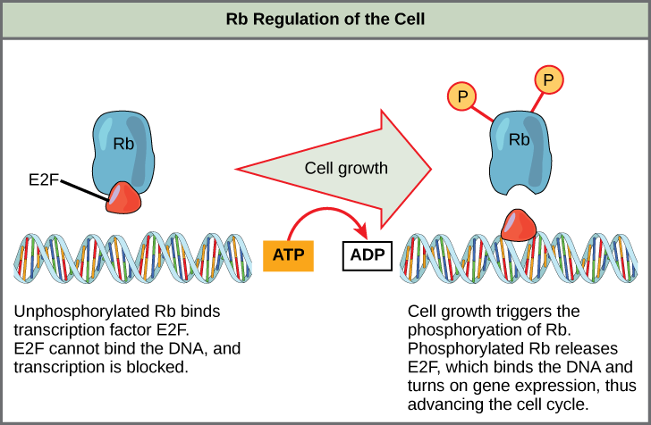 Chapter 13 The Cell Cycle And Its Regulation In Fundamentals Of