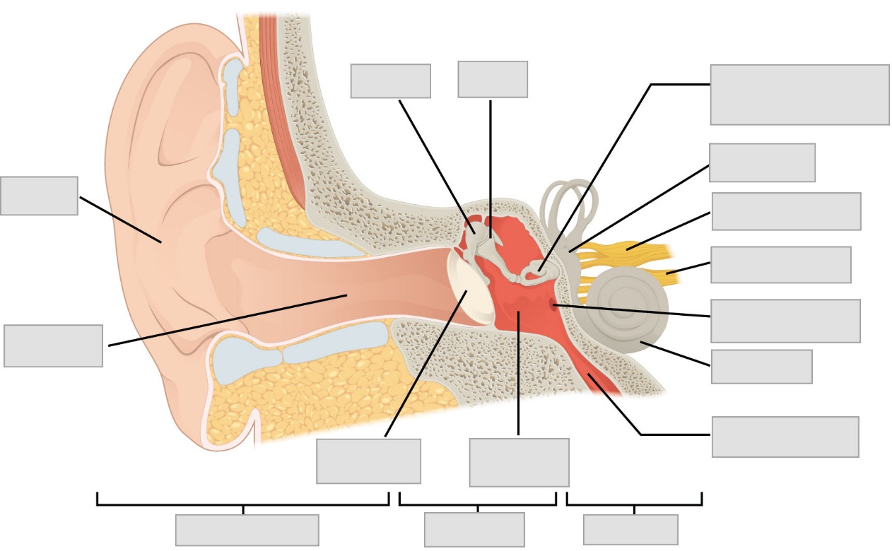 A diagram of the ear, coronal section showing the outer, middle, and inner ear structures. Major anatomical features are indicated and boxes left blank for labeling.