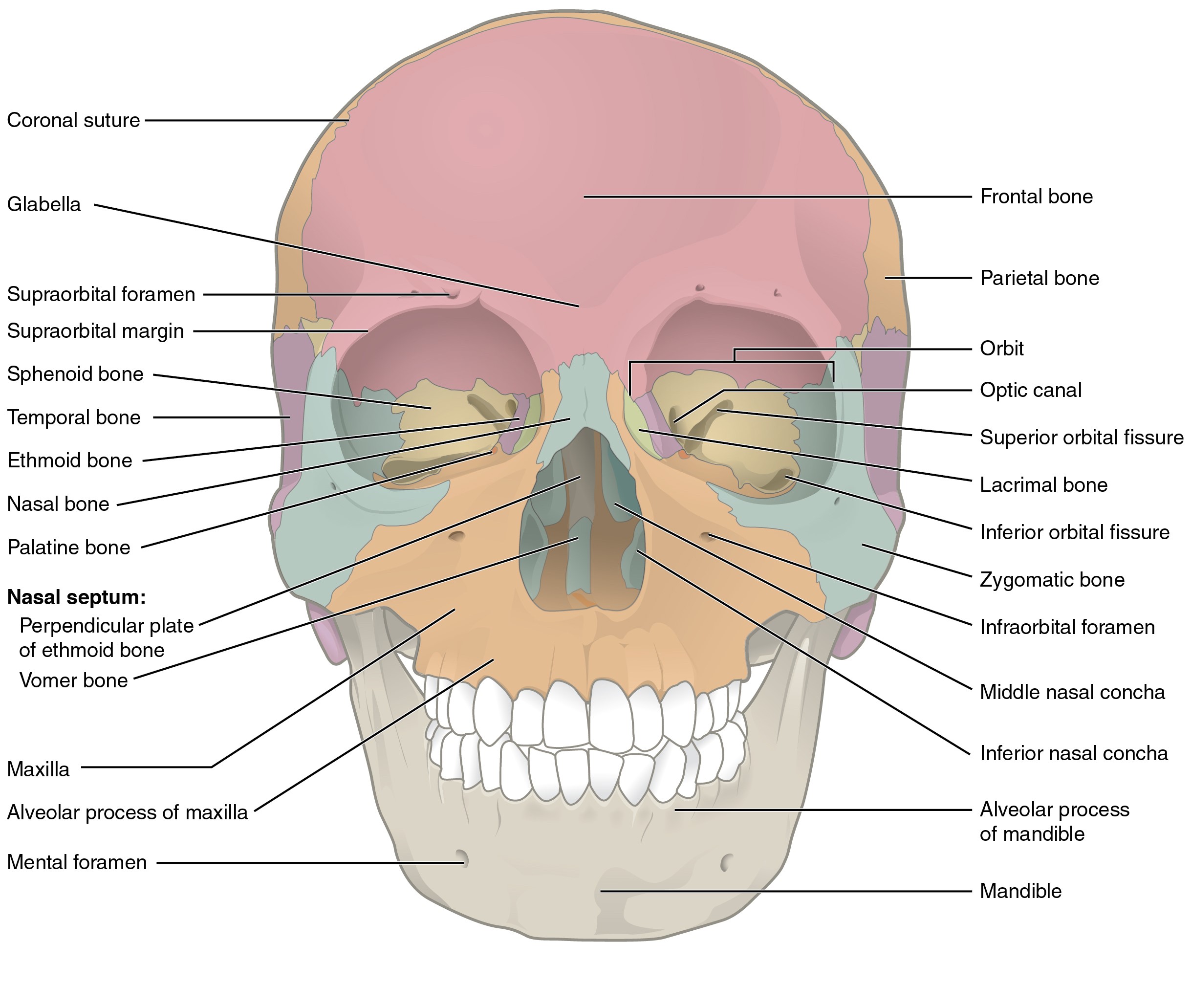 “Anatomy and Physiology Lab I” on OpenALG