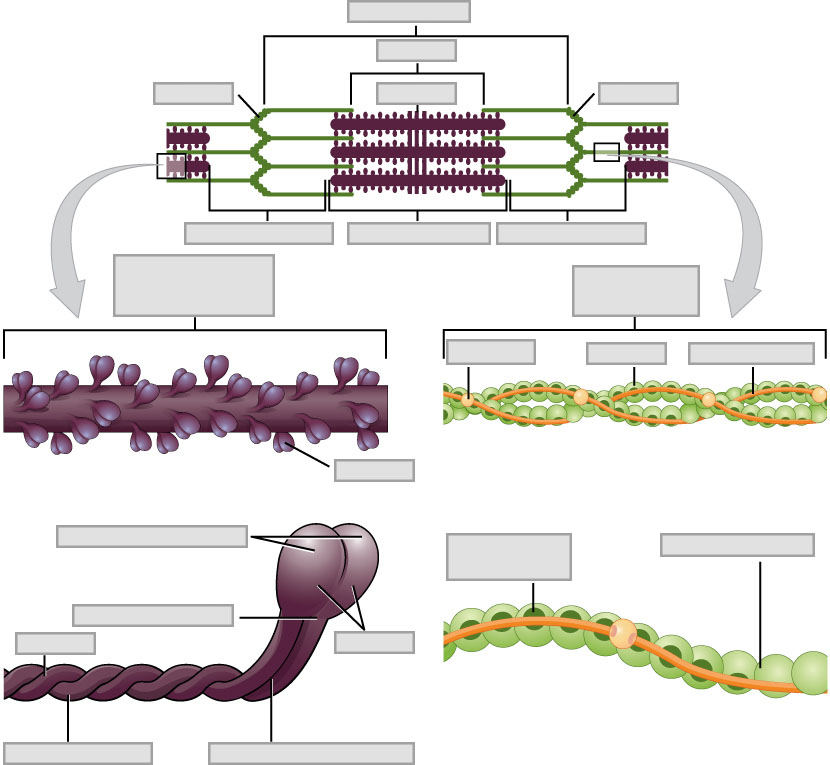 Unlabeled diagram of a sarcomere with thick and thin myofilaments. Lines indicate the places where labels are needed to identify the major anatomical features.