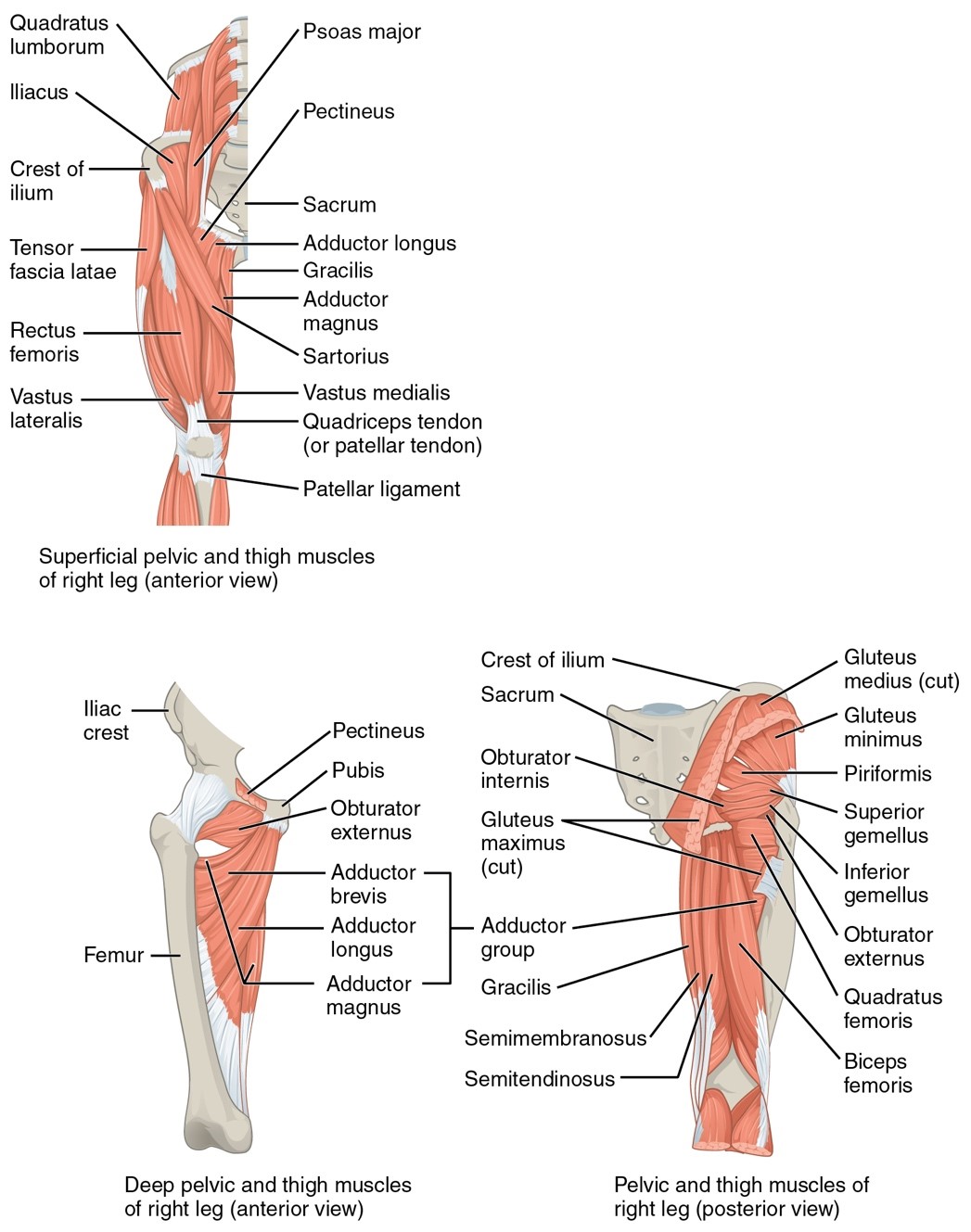 A&P Bone Test: Pelvic Girdle and Lower Limb Diagram
