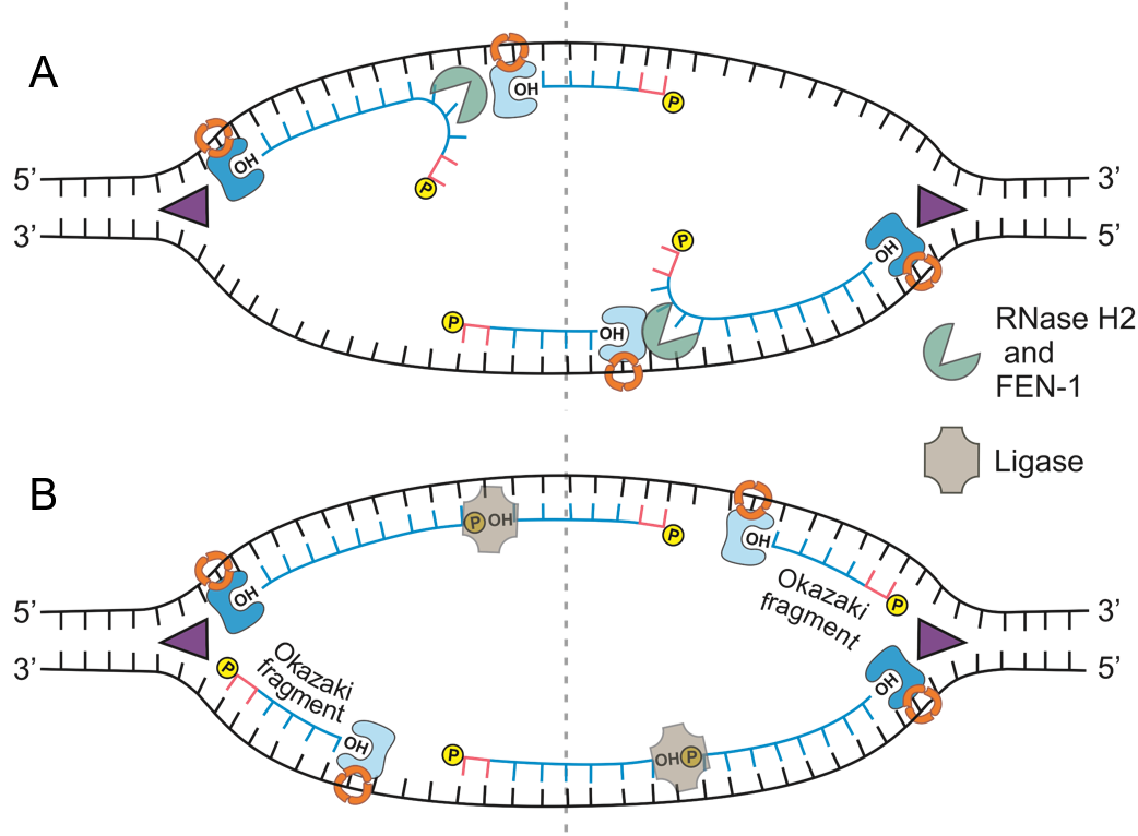 “Chapter 14 DNA Replication” in “Fundamentals of Cell Biology” on OpenALG