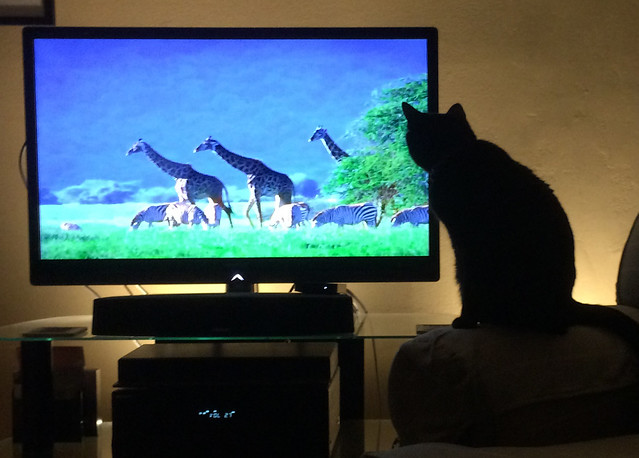 a cat watching tv