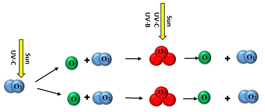 a chart of the The “ozone-oxygen cycle” showing the natural formation and breaking of ozone (O3) by ultraviolet light from the sun