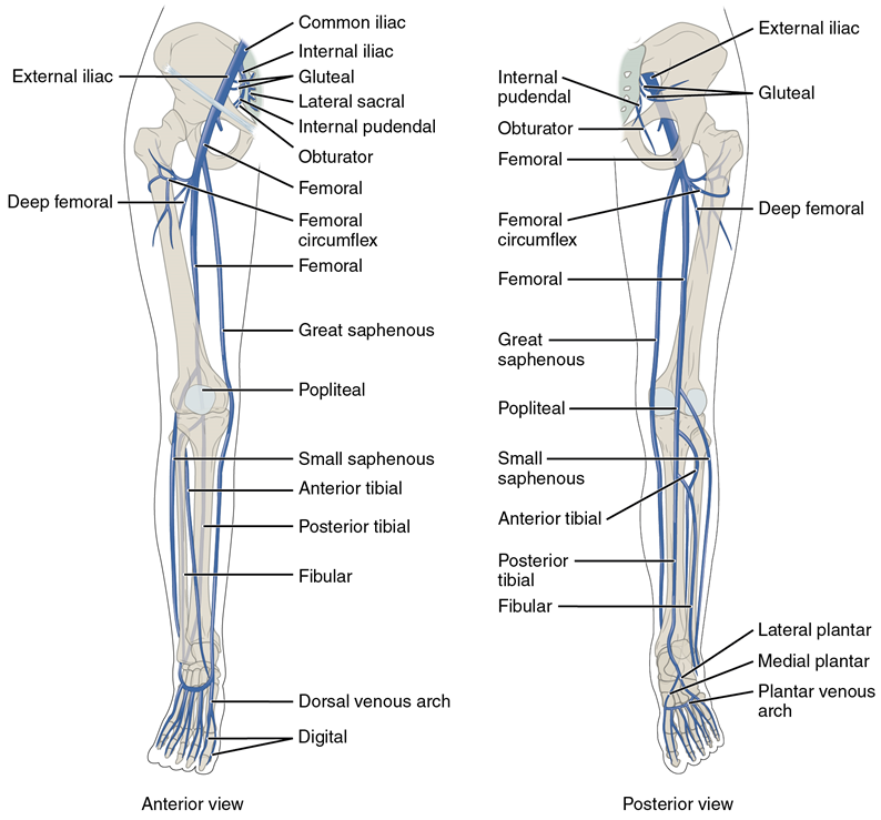 A diagram of the major veins of the lower limbs. The anterior view and posterior view of the right leg is shown with the major veins labeled.