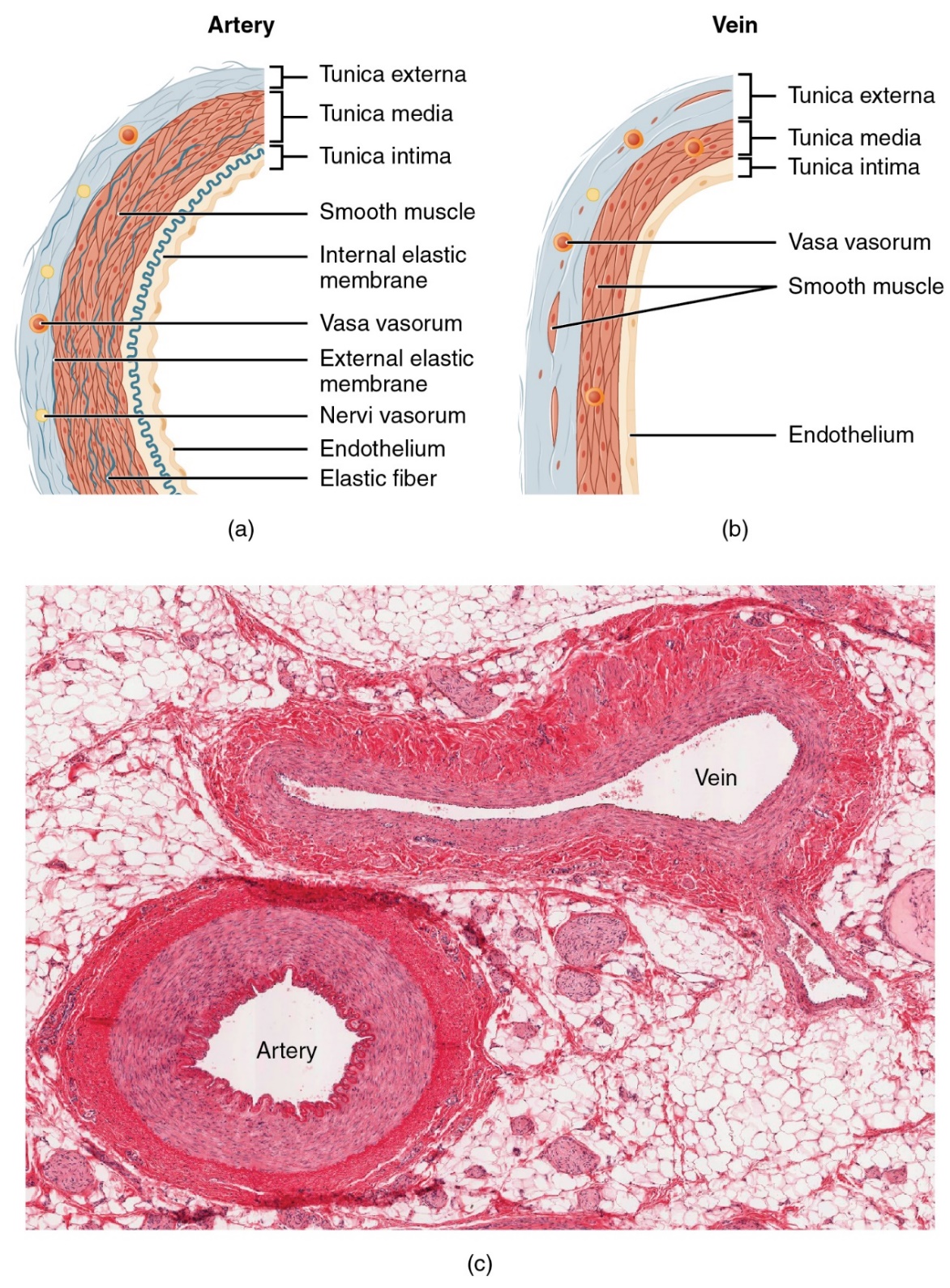 The left panel of this figure shows the ultrastructure of an artery, and the right panel shows the ultrastructure of a vein. The major tunics are labeled.