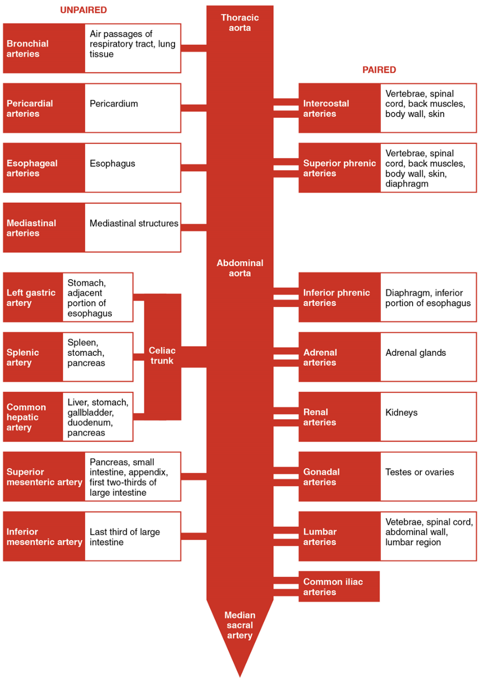 Chart that tracts the blood flow through arteries of the systemic circuit beginning with the thoracic and abdominal aorta leading to the major organs of the thoracic and abdominopelvic regions.