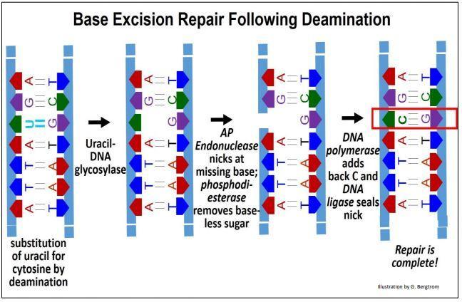 “Chapter 14 - DNA Replication” In “Fundamentals Of Cell Biology” On OpenALG