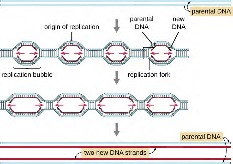 Bio Break Meaning and Origin