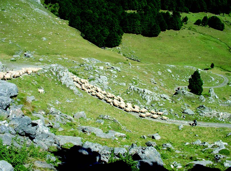 A picture containing grass, outdoor, rock, rocky Description automatically generated