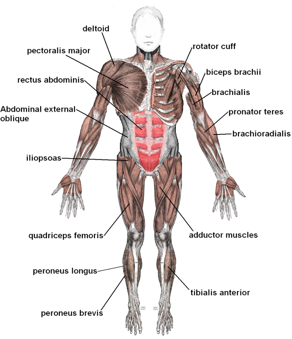 A diagram showing the muscles of the human body in standard anatomical position for an anterior view.