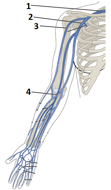Diagram of the veins in the upper limb numbered 1-4 on the right anterior view of the arm.