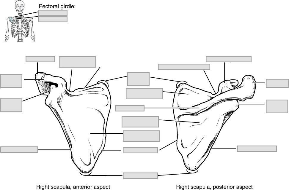 pectoral girdle and upper limb (7.4) Flashcards