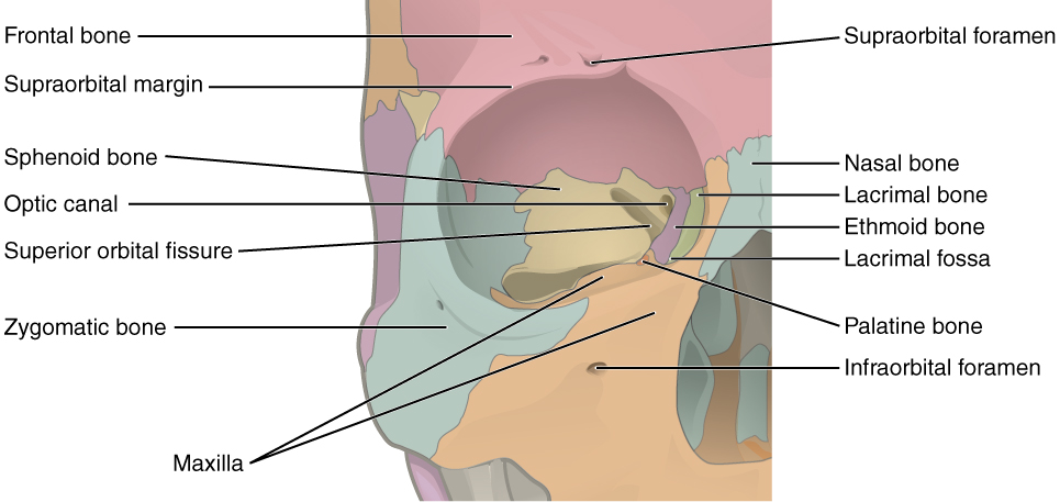 A diagram of a human skull with the bones of the orbit labeled.