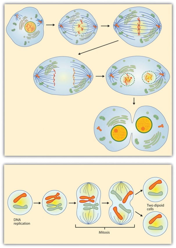 Figure 9.8 - Steps in Cell Reproduction. Source: Images courtesy of LadyofHats, http://commons.wikimedia.org/wiki/File:MITOSIS_cells_secuence.svg, and the National Institutes of Health, http://commons.wikimedia.org/wiki/File:MajorEventsInMitosis.jpg.