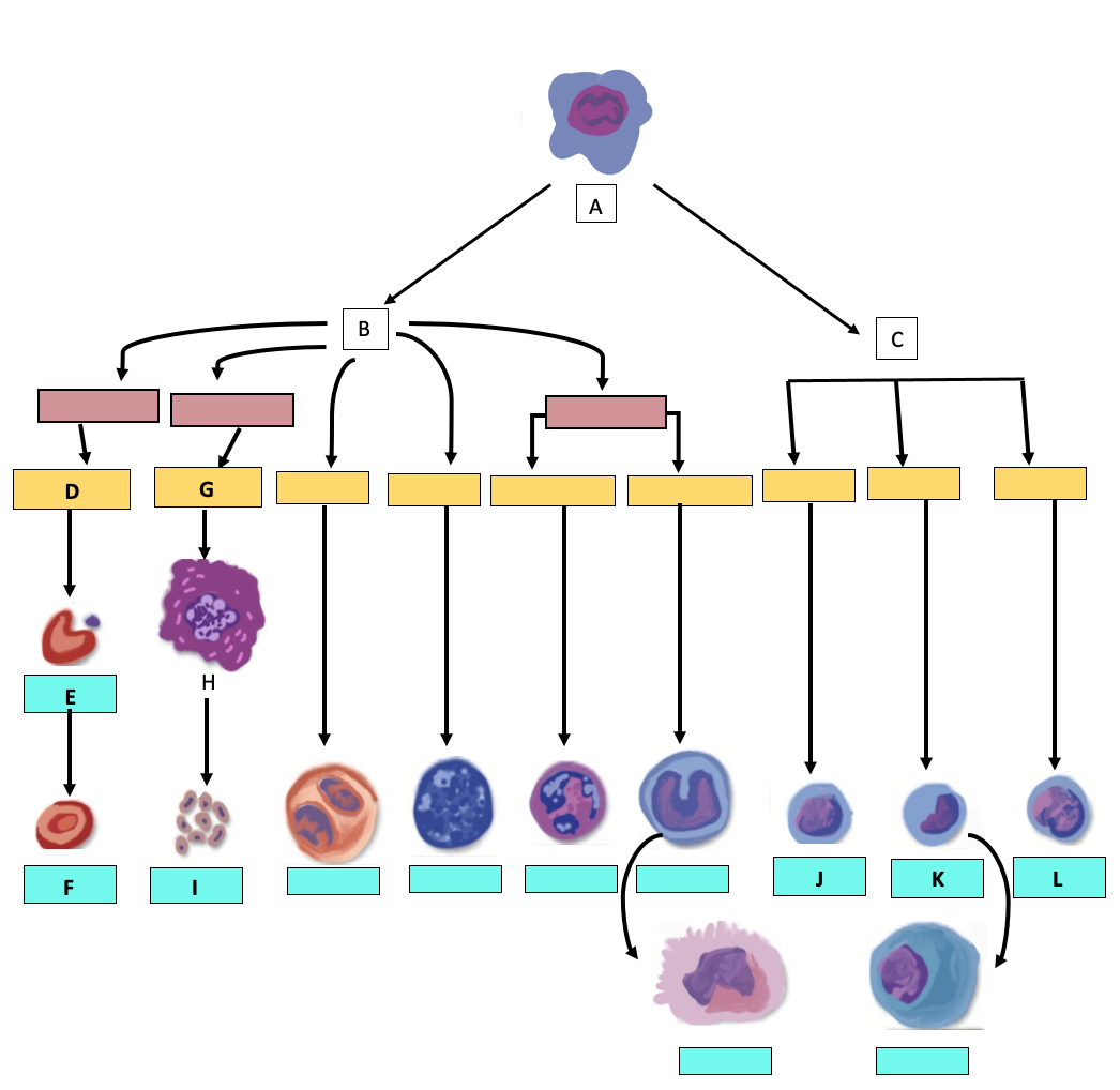 A flow chart showing how blood cells are formed. The differentiation process and mature red blood cells, white blood cells, and platelets are lettered A-L.