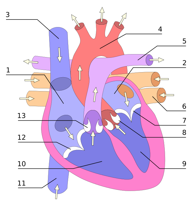 A diagram of a human heart representing a coronal section. Arrows indicate blood flow through the great vessels attached to the heart, into the heart chambers, and out to the great vessels.